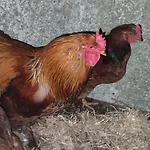 Fuer 8 Personen By Interhome