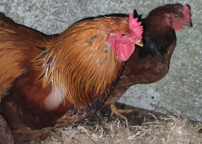 Fuer 8 Personen By Interhome